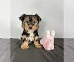 Small Photo #6 Yorkshire Terrier Puppy For Sale in FRANKLIN, IN, USA