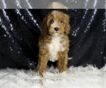 Small #1 Goldendoodle (Miniature)