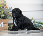 Small #1 Goldendoodle (Miniature)