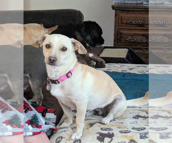 Medium Photo #1 Chihuahua-Unknown Mix Puppy For Sale in Salt Lake City, UT, USA