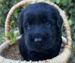 Small #1 Black Russian Terrier