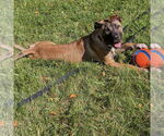 Small #9 Mastiff Mix
