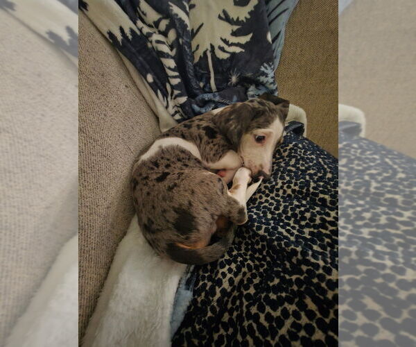 Medium Photo #5 Dachshund Puppy For Sale in PATTERSON, CA, USA