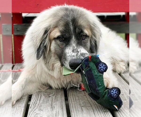 Medium Photo #14 Great Pyrenees-Unknown Mix Puppy For Sale in Canton, CT, USA