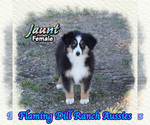 Image preview for Ad Listing. Nickname: Jaunt