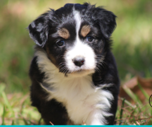 Miniature Australian Shepherd Puppy for sale in NACOGDOCHES, TX, USA