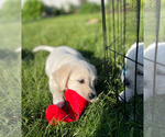Small Photo #3 English Cream Golden Retriever-Golden Labrador Mix Puppy For Sale in NEW BEDFORD, MA, USA