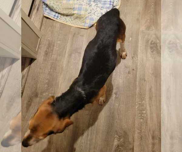 Medium Photo #11 Beagle Puppy For Sale in Dunnellon, FL, USA