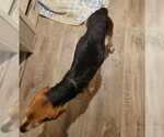 Small #10 Beagle
