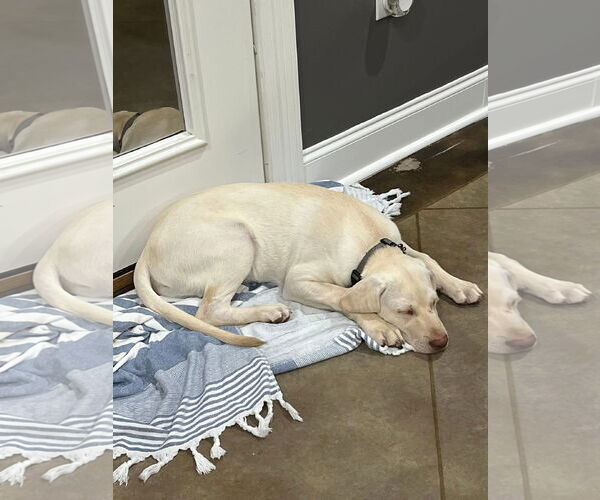 Medium Photo #2 Mutt Puppy For Sale in New Orleans, LA, USA