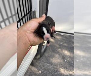 Chihuahua Dogs for adoption in Houston, TX, USA