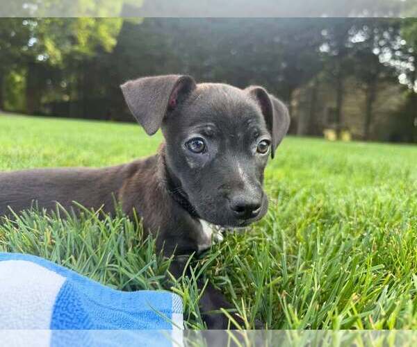 Medium Photo #2 Boston Huahua Puppy For Sale in New York, NY, USA