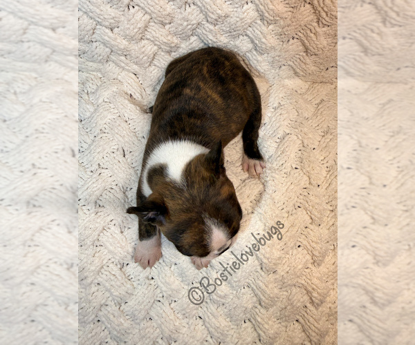 Medium Photo #4 Boston Terrier Puppy For Sale in ODENVILLE, AL, USA