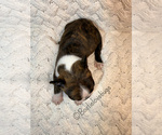 AKC Oakley - Male Boston Terrier Puppy for Sale - Photo #4
