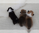 Small Photo #13 Pembroke Welsh Corgi Puppy For Sale in SOULSBYVILLE, CA, USA