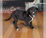 Small #1 Great Dane-Retriever  Mix