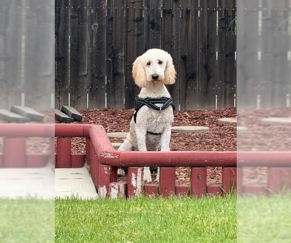 Medium Photo #1 Poodle (Standard) Puppy For Sale in Rancho Cucamonga, CA, USA