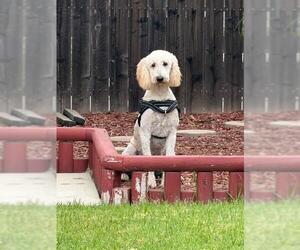 Poodle (Standard) Dogs for adoption in Rancho Cucamonga, CA, USA