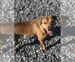 Small #1 Mutt