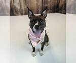 Small #8 Bull-Boxer