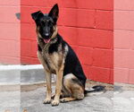 Small #2 German Shepherd Dog