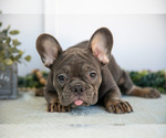 Small #1 French Bulldog