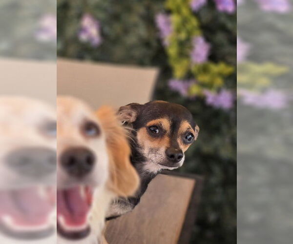 Medium Photo #7 Chihuahua Puppy For Sale in Sandy, UT, USA