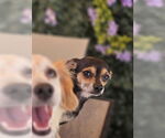 Small #6 Chihuahua