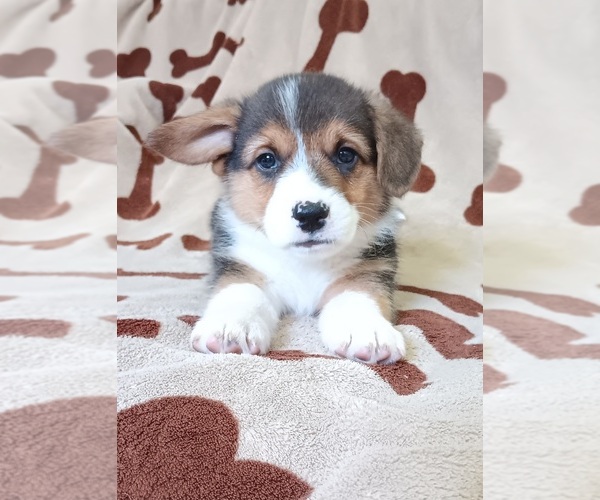 Medium Photo #5 Welsh Cardigan Corgi Puppy For Sale in NEWAYGO, MI, USA