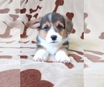 Puppy 4 Welsh Cardigan Corgi