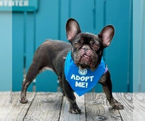 French Bulldog Dogs for adoption in Pacific Grove, CA, USA