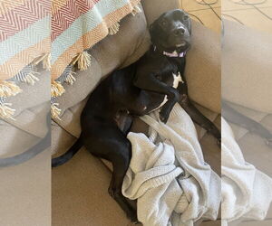 MURPHY #10 - Female American Pit Bull Terrier-Unknown Mix Dog for Adoption - Photo #7