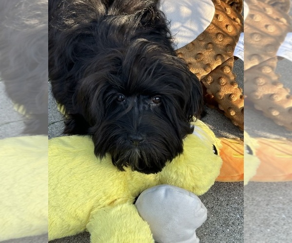 Medium Photo #1 Havanese Puppy For Sale in LIVONIA, MI, USA