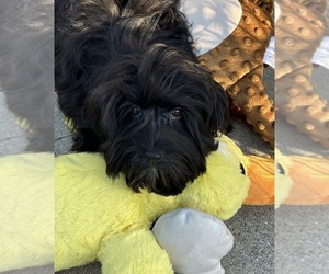 Havanese Puppy for Sale in LIVONIA, Michigan USA
