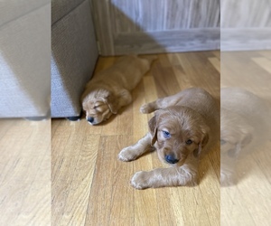 Golden Retriever Puppy for sale in REDDING, CA, USA