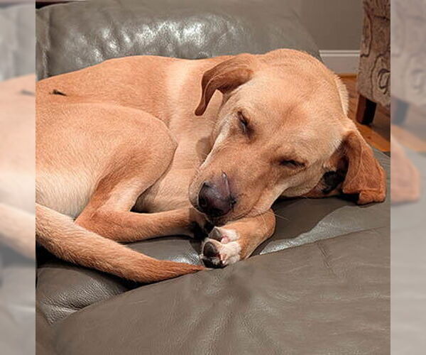 Medium Photo #5 Mutt Puppy For Sale in Lake Wylie, SC, USA