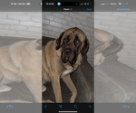 Small Photo #1 Cane Corso-Mastiff Mix Puppy For Sale in FORT WAYNE, IN, USA