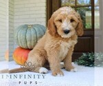 Small #2 Goldendoodle (Miniature)