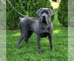 Small Photo #1 Cane Corso Puppy For Sale in LANCASTER, PA, USA
