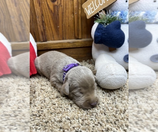 Medium Photo #2 Labrador Retriever Puppy For Sale in NEOLA, WV, USA