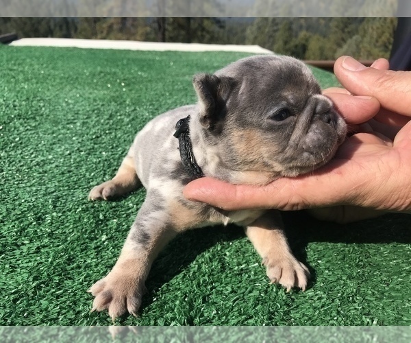 Medium Photo #36 French Bulldog Puppy For Sale in PLACERVILLE, CA, USA