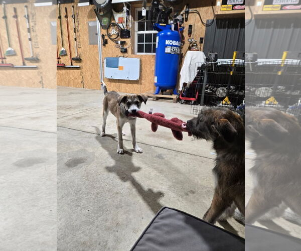 Medium Photo #4 Mutt Puppy For Sale in Columbus, IN, USA