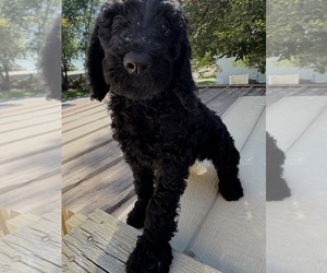 Goldendoodle Puppy for sale in MANHATTAN, KS, USA