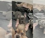 Small Photo #7 French Bulldog Puppy For Sale in MONTEREY PARK, CA, USA
