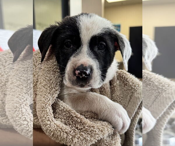 Medium Photo #6 Mutt Puppy For Sale in Sanford, FL, USA