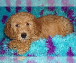 Miniature Labradoodle Puppy for sale in LA HABRA, CA, USA