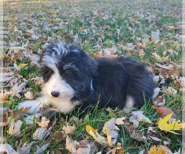 Medium Photo #4 Bernedoodle (Miniature) Puppy For Sale in FRANKLIN, IN, USA