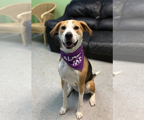 Medium Photo #4 Coonhound-Unknown Mix Puppy For Sale in Spring Lake, NJ, USA