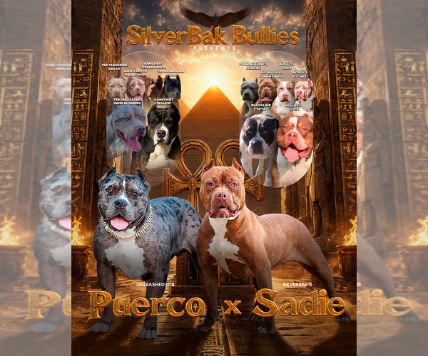 Medium Photo #2 American Bully Puppy For Sale in CHAMPAIGN, IL, USA