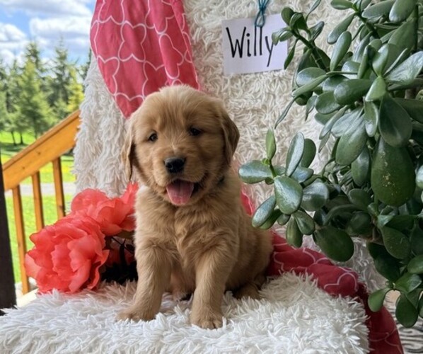 Medium Photo #4 Golden Retriever Puppy For Sale in THORP, WI, USA